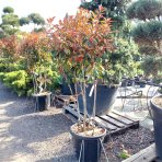 Červienka Fraserova (Photinia × fraseri) ´RED ROBIN´ - výška 100-130 cm, kont. C30L